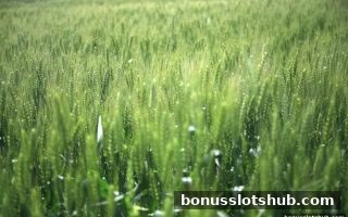 彩金游戏玩家必读：RTP数据本质与精准计算全攻略