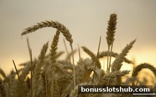 彩金游戏策略：胜率与风险控制的科学平衡术