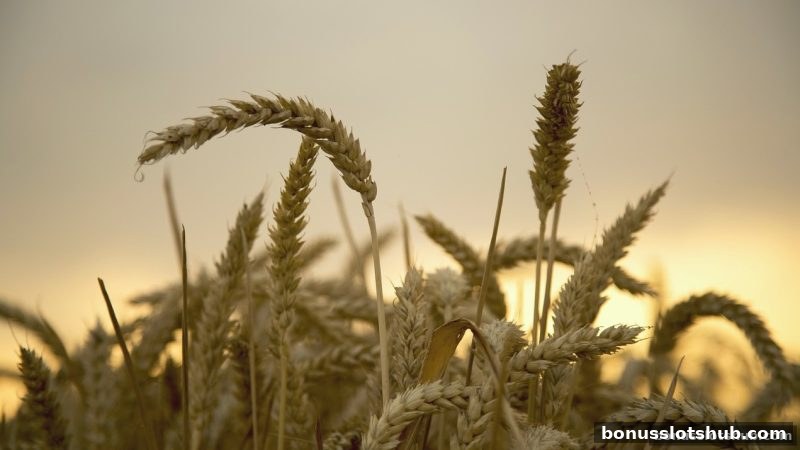 彩金游戏策略：胜率与风险控制的科学平衡术